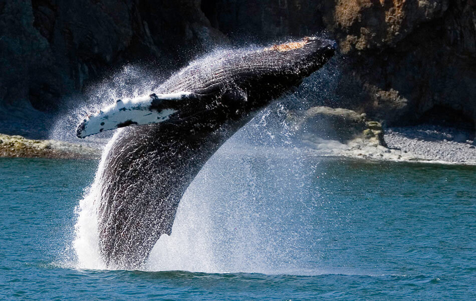 Breaching Humpback Whale