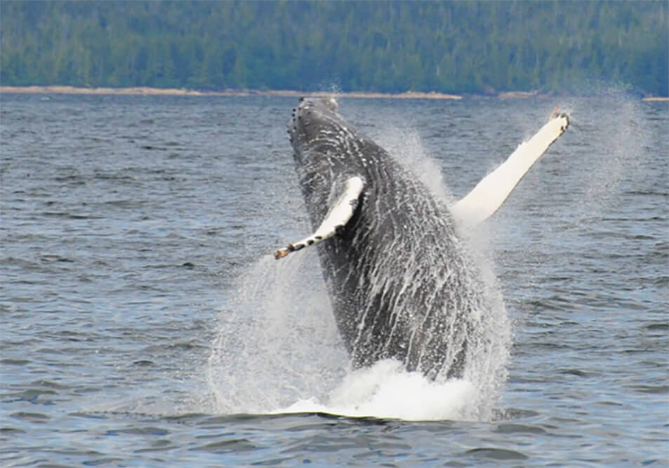 Breaching Humpback Whale