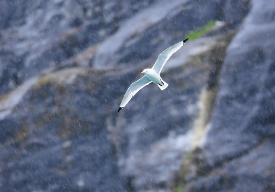 Black-legged Kittiwake