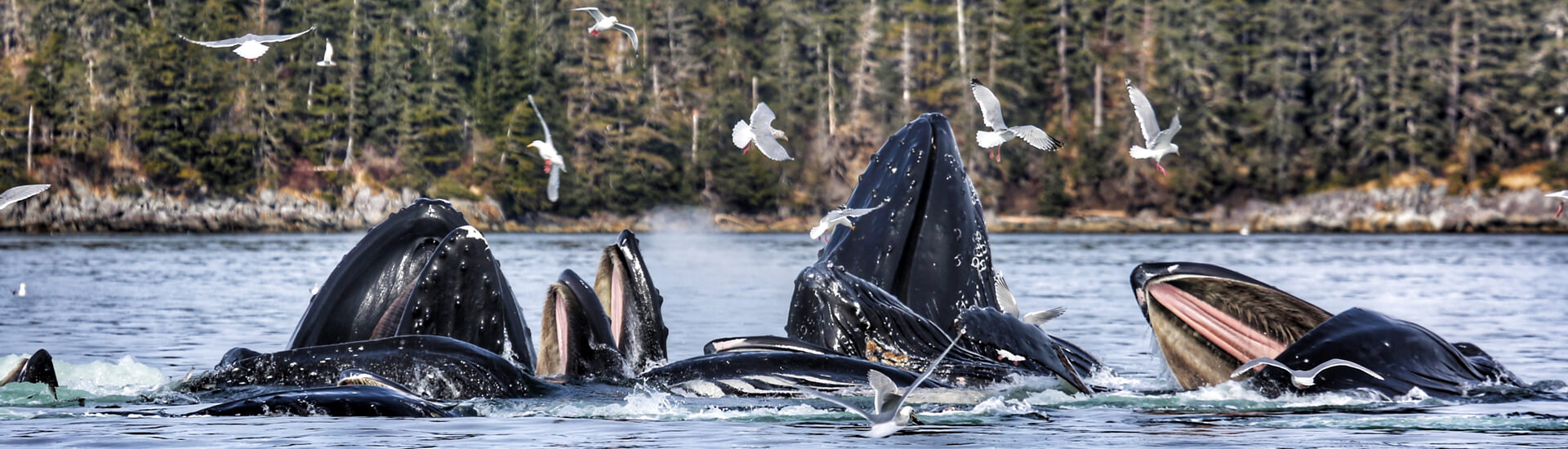 Wildlife Viewing Alaskan Dream Cruises
