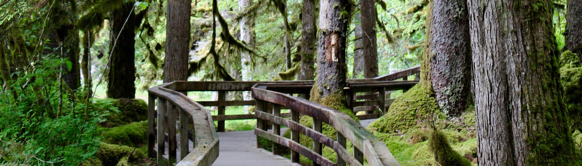 Boardwalk in Southeast Alaska Rainforest