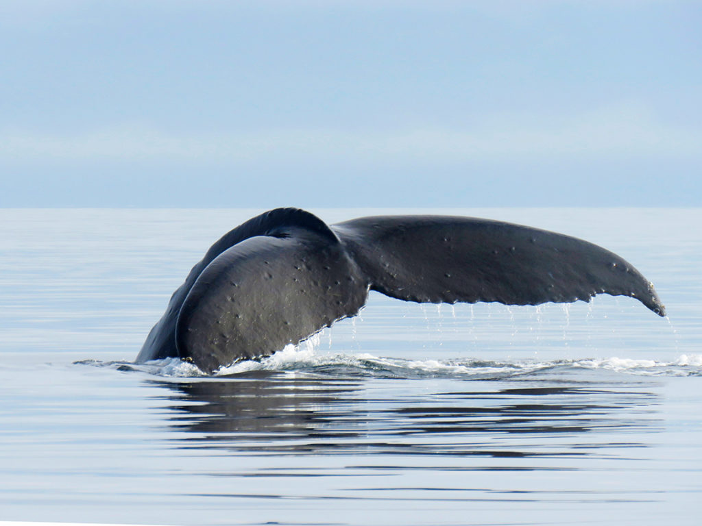whale, fluke, tail, humpback, alaskan dream cruises