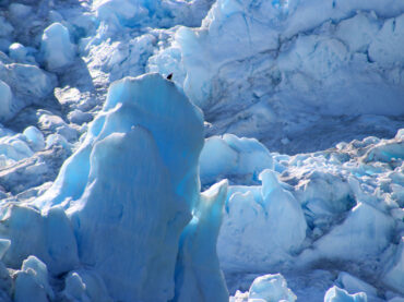Eagle sitting atop glacier ice in Glacier Bay, Alaska